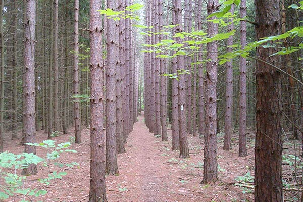 Forest Management Services Wisconsin