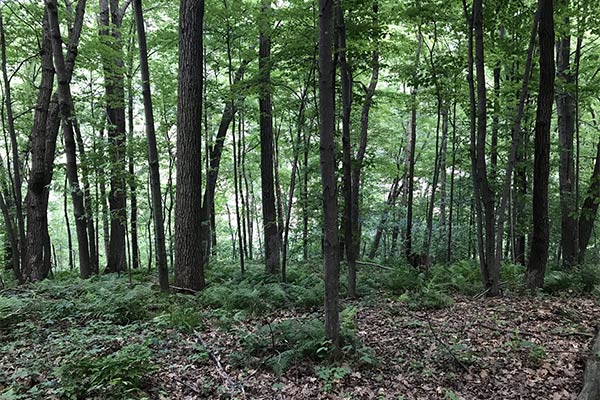 Forest Management To Support Wildlife WI