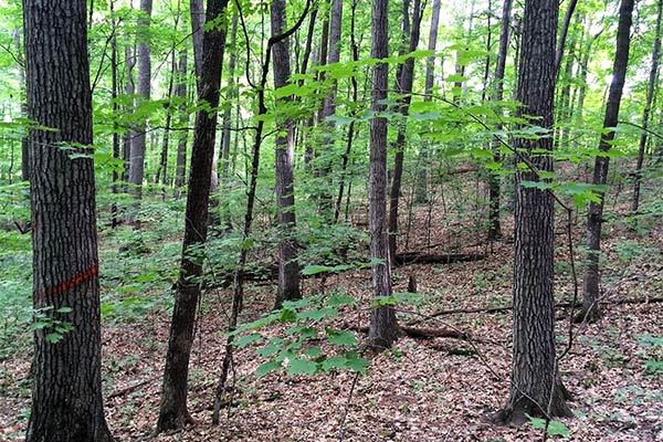 Professional Forester Wisconsin