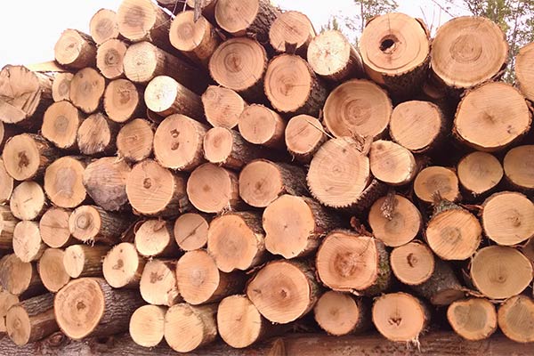 Timber Sale Services Wisconsin